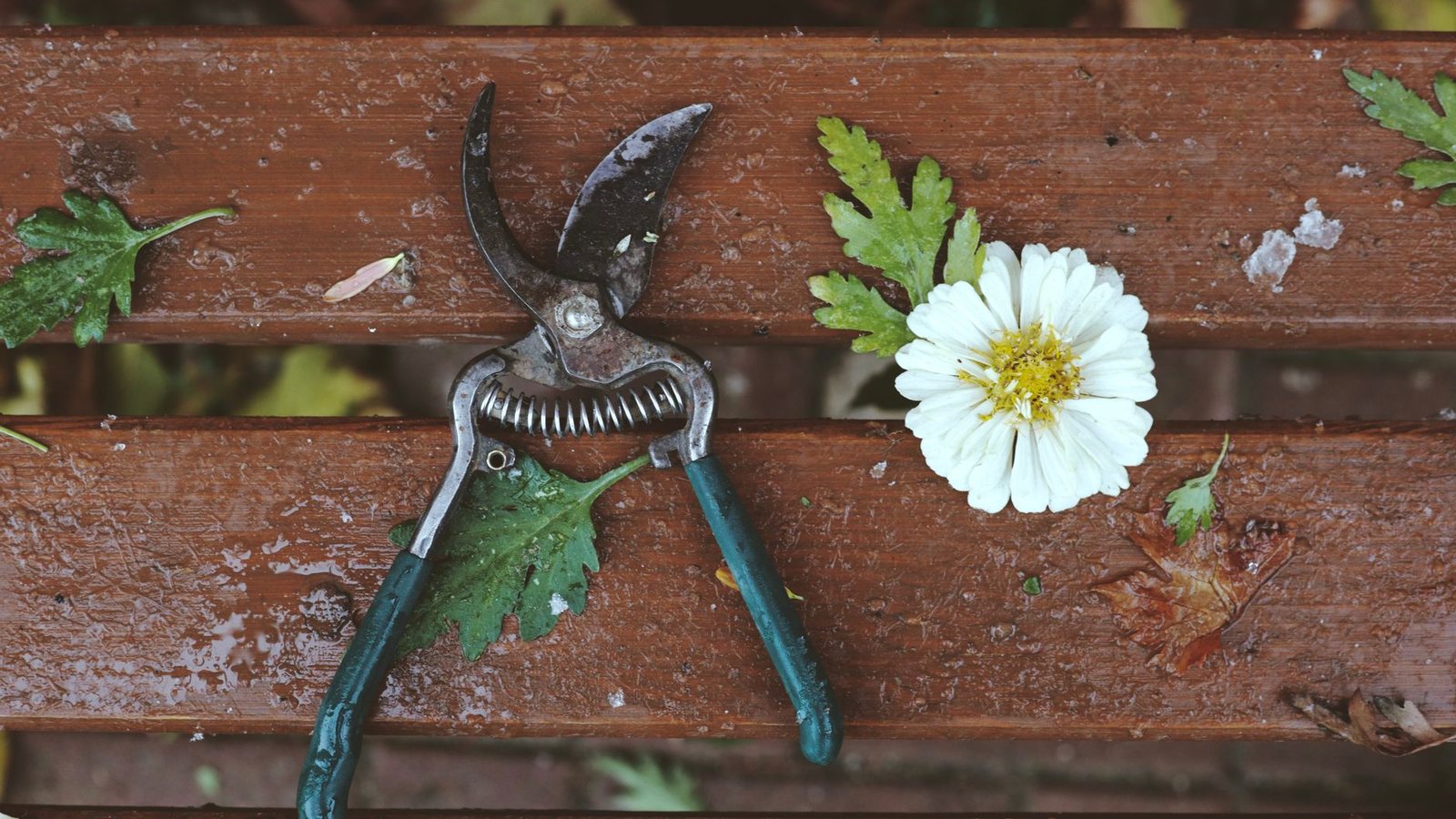 Photograph from above of a pair of pruning shears and a white daisy lying on a weathered wooden garden bench